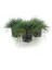 Videolu Natural Mavi Çim Bitkisi Fidanı 3 Adet 25-40 cm Saksılı Dış Mekan Ağaçları Festuca Glauca 1
