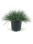 Videolu Natural Mavi Çim Bitkisi Fidanı 3 Adet 25-40 cm Saksılı Dış Mekan Ağaçları Festuca Glauca 2