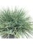 Videolu Natural Mavi Çim Bitkisi Fidanı 3 Adet 25-40 cm Saksılı Dış Mekan Ağaçları Festuca Glauca 3