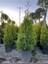Videolu Limon Selvi Çamı Fidanı 1 Adet 60-120 cm Saksılı (Lemon Cypress) 2