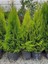 Videolu Limon Selvi Çamı Fidanı 1 Adet 60-120 cm Saksılı (Lemon Cypress) 3