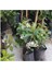 9 Adet Tüplü Mis Kokulu Arap Yasemini Rhyncospermum Jasminoides Türü 40-50 cm Boyunda 2