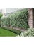 9 Adet Tüplü Mis Kokulu Arap Yasemini Rhyncospermum Jasminoides Türü 40-50 cm Boyunda 4