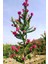 Videolu Pembe Oya Ağacı Çiçeği Fidanı 10 Adet Ayrı Saksılı (Lagerstroemia Indica) 2