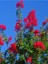 Videolu Pembe Oya Ağacı Çiçeği Fidanı 10 Adet Ayrı Saksılı (Lagerstroemia Indica) 3