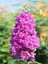 Videolu Mor Renk Oya Ağacı Fidanı 40-65 cm Saksılı Dış Mekan Ağaçları Purple (Lagerstroemia) 2
