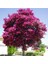 Videolu Mor Renk Oya Ağacı Fidanı 40-65 cm Saksılı Dış Mekan Ağaçları Purple (Lagerstroemia) 3