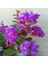 Videolu Mor Renk Oya Ağacı Fidanı 40-65 cm Saksılı Dış Mekan Ağaçları Purple (Lagerstroemia) 4