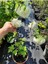 Beyaz Kartopu Çiçeği(VIBURNUM)40-60 cm +Çalı Şimşiri 2'li Set Saksılı Bahçe Bitkisi 2