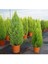 Videolu Mis Kokulu Limoni Servi 35-40 cm Saksılı/Tüplü Dış Mekan Ağaçları Cupresus Macrocarpa 1