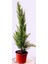 Videolu Mis Kokulu Limoni Servi 35-40 cm Saksılı/Tüplü Dış Mekan Ağaçları Cupresus Macrocarpa 2