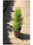 Videolu Mis Kokulu Limoni Servi 35-40 cm Saksılı/Tüplü Dış Mekan Ağaçları Cupresus Macrocarpa 3