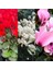 Videolu Kırmızı Beyaz ve Pembe 3 Adet Sıklamen Fidanı 30-55 cm Saksılı (Red White And Pink Cyclamen) 1