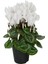 Videolu Kırmızı Beyaz ve Pembe 3 Adet Sıklamen Fidanı 30-55 cm Saksılı (Red White And Pink Cyclamen) 3