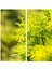 Videolu 1 Adet Limoni Servi 60-120 cm Tüplü Dış Mekan Ağaçları(Cupressus Macrocarpa Goldcrest) 1