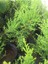 Videolu 1 Adet Limoni Servi 60-120 cm Tüplü Dış Mekan Ağaçları(Cupressus Macrocarpa Goldcrest) 2