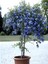 Videolu Kokulu Mavi Yasemin Fidesi 1 Adet Saksılı/Tüplü 40-60 cm (Plumbago Blue Jasmine) 5