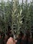 Videolu Bodur 1 Adet Zeytin Ağacı Fidanı 60-80 cm Saksılı (Dwarf Olive) 3