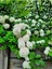 Videolu Kartopu Çiçeği Tüplü 1 Adet Tüplü/ Saksılı 30-55 cm Dış Mekan Bitkisi (Viburnum Opulus) 1