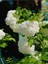 Videolu Kartopu Çiçeği Tüplü 1 Adet Tüplü/ Saksılı 30-55 cm Dış Mekan Bitkisi (Viburnum Opulus) 2