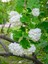 Videolu Kartopu Çiçeği Tüplü 1 Adet Tüplü/ Saksılı 30-55 cm Dış Mekan Bitkisi (Viburnum Opulus) 3