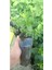 Videolu Kartopu Çiçeği Tüplü 1 Adet Tüplü/ Saksılı 30-55 cm Dış Mekan Bitkisi (Viburnum Opulus) 4