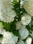 Videolu Kartopu Çiçeği Fidanı 1 Adet 30-60 cm Saksılıtüplü (Viburnum) 1