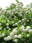 Videolu Kartopu Çiçeği Fidanı 1 Adet 30-60 cm Saksılıtüplü (Viburnum) 2
