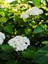 Videolu Kartopu Çiçeği Fidanı 1 Adet 30-60 cm Saksılıtüplü (Viburnum) 3