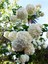 Videolu Kartopu Çiçeği Fidanı 1 Adet 30-60 cm Saksılıtüplü (Viburnum) 4