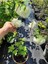Videolu Kartopu Çiçeği Fidanı 1 Adet 30-60 cm Saksılıtüplü (Viburnum) 5