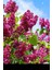 Videolu Pembe 1 Adet Leylak Çiçeği Fidanı 80-160 cm Saksılı (Lilac Flower) 1