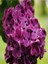 Videolu Pembe 1 Adet Leylak Çiçeği Fidanı 80-160 cm Saksılı (Lilac Flower) 2