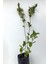 Videolu Pembe 1 Adet Leylak Çiçeği Fidanı 80-160 cm Saksılı (Lilac Flower) 3