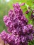 Videolu Pembe 1 Adet Leylak Çiçeği Fidanı 80-160 cm Saksılı (Lilac Flower) 4