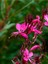 Videolu Pembe Gaura Çiçeği 5 Adet Saksılı/ Tüplü 40-70 cm Çok Yıllık Dış Mekan Çiçeği 1