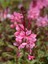 Videolu Pembe Gaura Çiçeği 5 Adet Saksılı/ Tüplü 40-70 cm Çok Yıllık Dış Mekan Çiçeği 2