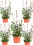 Videolu Pembe Gaura Çiçeği 5 Adet Saksılı/ Tüplü 40-70 cm Çok Yıllık Dış Mekan Çiçeği 3