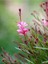 Videolu Pembe Gaura Çiçeği 5 Adet Saksılı/ Tüplü 40-70 cm Çok Yıllık Dış Mekan Çiçeği 5