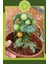 Bodur Cherry Domates Tohumu (30 Adet) 2
