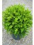 Videolu Yeşil Şimşir Çalısı Fidanı 20-45 cm Tüplü Dış Mekan (Buxus Japonica Rococo ) 1