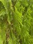 Videolu Ferah Kokulu 1 Adet Limoni Servi Fidanı Saksılı 60-80 cm (Lemon Cypress Sapling) 2