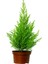 Videolu Ferah Kokulu 1 Adet Limoni Servi Fidanı Saksılı 60-80 cm (Lemon Cypress Sapling) 3