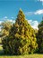 Videolu Ferah Kokulu 1 Adet Limoni Servi Fidanı Saksılı 60-80 cm (Lemon Cypress Sapling) 4