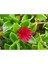 Videolu 15-25 cm Kırmızı Buz Çiçeği Bitkisi Fidanı Saksılı Dış Mekan Ağaçları Frost Flower 1