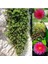 Videolu 15-25 cm Kırmızı Buz Çiçeği Bitkisi Fidanı Saksılı Dış Mekan Ağaçları Frost Flower 3