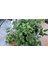 Videolu 15-25 cm Kırmızı Buz Çiçeği Bitkisi Fidanı Saksılı Dış Mekan Ağaçları Frost Flower 4
