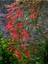 Videolu Kırmızı Mercan Çiçeği 1 Adet Saksılı/Tüplü 35-60 cm (Russelia Equisetiformis) 2