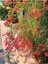 Videolu Kırmızı Mercan Çiçeği 1 Adet Saksılı/Tüplü 35-60 cm (Russelia Equisetiformis) 4