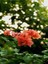 Videolu Mis Kokulu 1 Adet Turuncu Begonvil Çiçeği Fidanı Saksılı 60-120 cm (Bougainvillea) 3